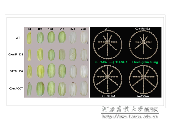 ������ص�����ͼ��